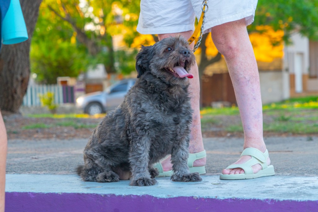 Brindan recomendaciones para proteger a los animales del golpe de calor