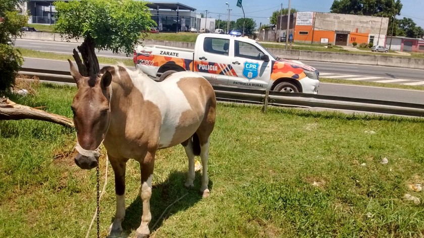 Retiran otros tres equinos sueltos de la vía pública