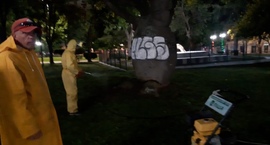 Limpian y recuperan un añejo árbol que había sido vandalizado
