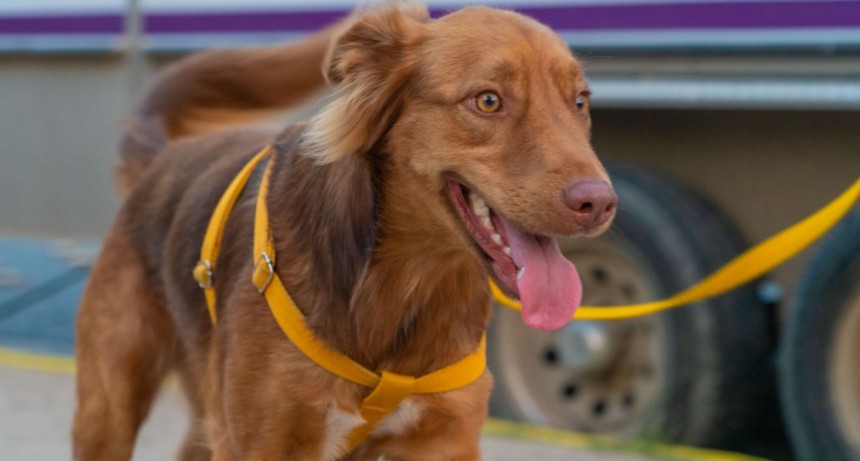 El Municipio también realiza castraciones gratuitas en la sede de Zoonosis