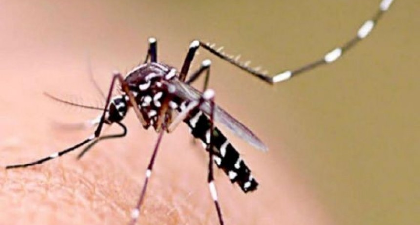 SALUD ACTUALIZA LA SITUACIÓN EPIDEMIOLÓGICA DE DENGUE Y CHIKUNGUNYA EN ARGENTINA