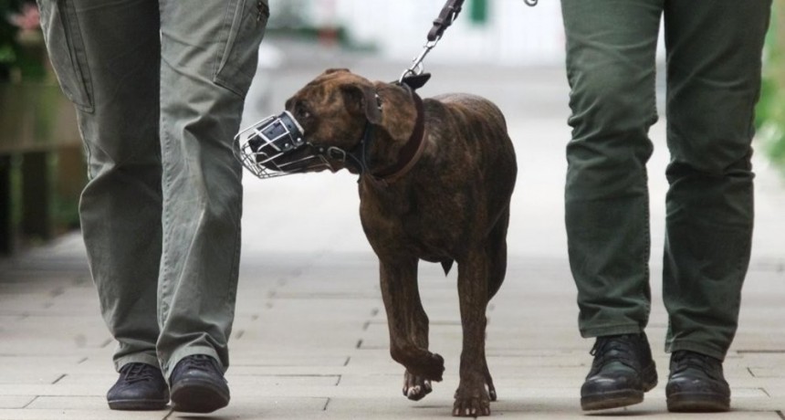 Recuerdan la vigencia de la ordenanza sobre la tenencia de animales de compañía