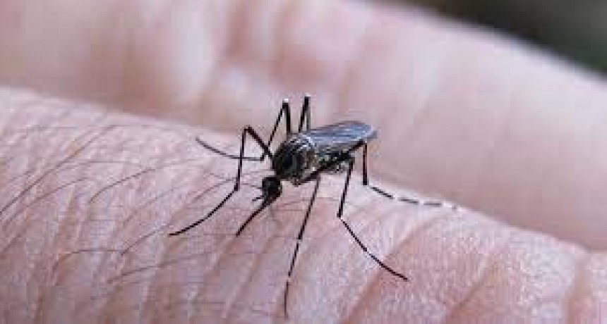 SALUD ACTUALIZA LA SITUACIÓN EPIDEMIOLÓGICA DE DENGUE Y CHIKUNGUNYA EN ARGENTINA Y RECUERDA MEDIDAS DE PREVENCIÓN