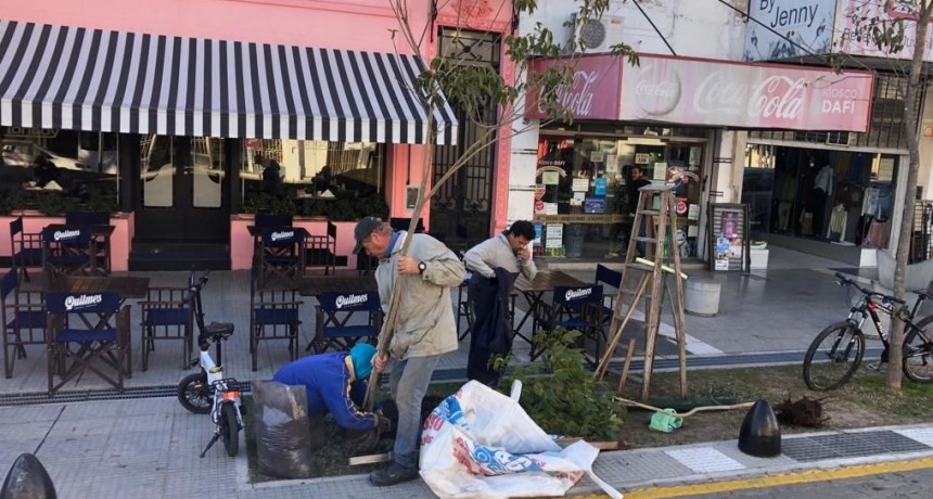 El Municipio puso en marcha un importante plan de forestación