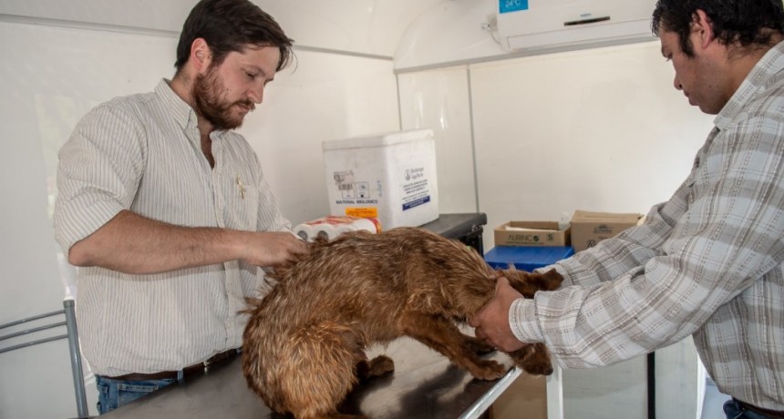    Castraciones gratuitas: desde este miércoles se puede sacar turnos online 
