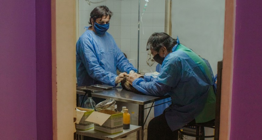 Castraciones gratuitas: se dieron más de 100 turnos en las primeras 12 horas