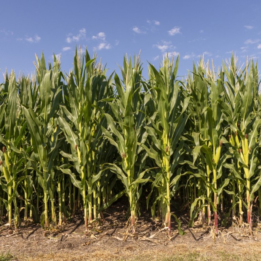 Bayer® presentó su nueva campaña de maíz con importantes beneficios