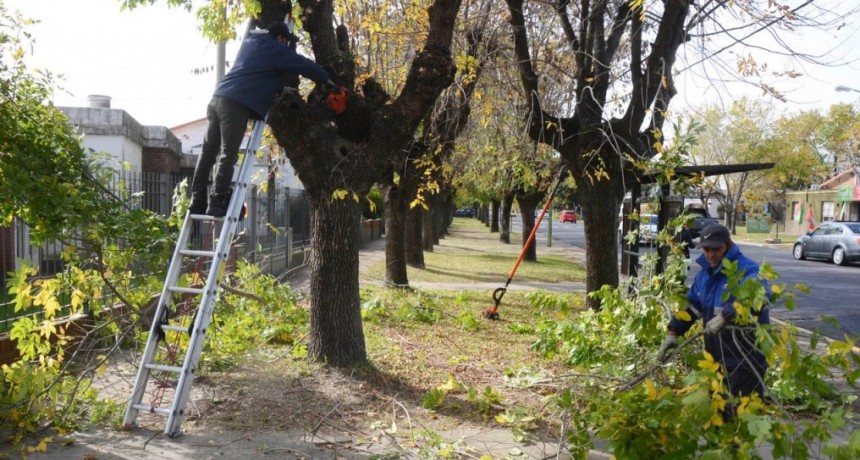 El Municipio lleva adelante un inédito plan de poda correctiva del arbolado público