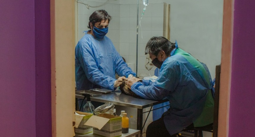 Continúan entregándose online los turnos para las castraciones gratuitas