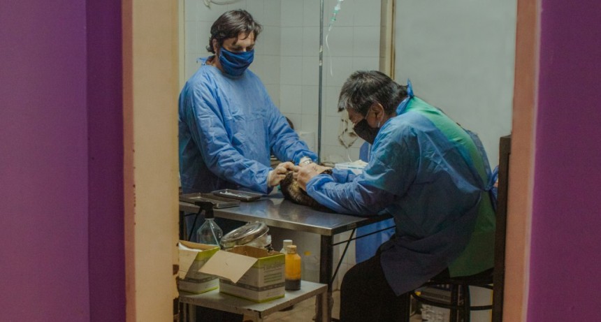 En tres meses, se realizaron más de 400 castraciones gratuitas 