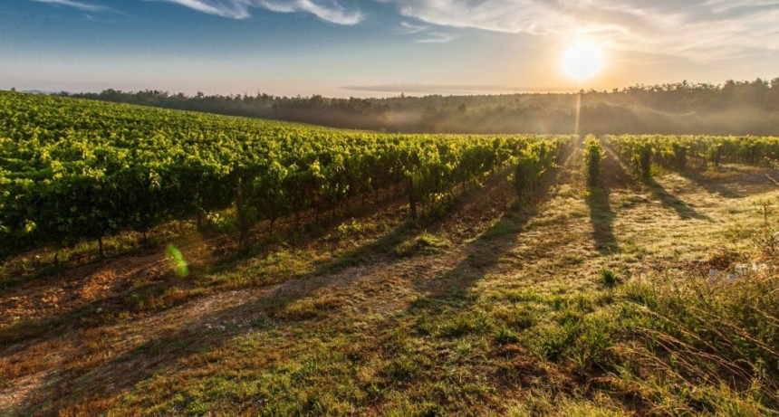 Campana será sede del IV Encuentro productivo vitivinícola bonaerense