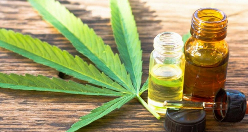 Aceite de cannabis sobre el tema se expreso el Dr. Luis Acosta