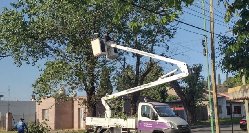 El Municipio informa que finalizó el período de poda 