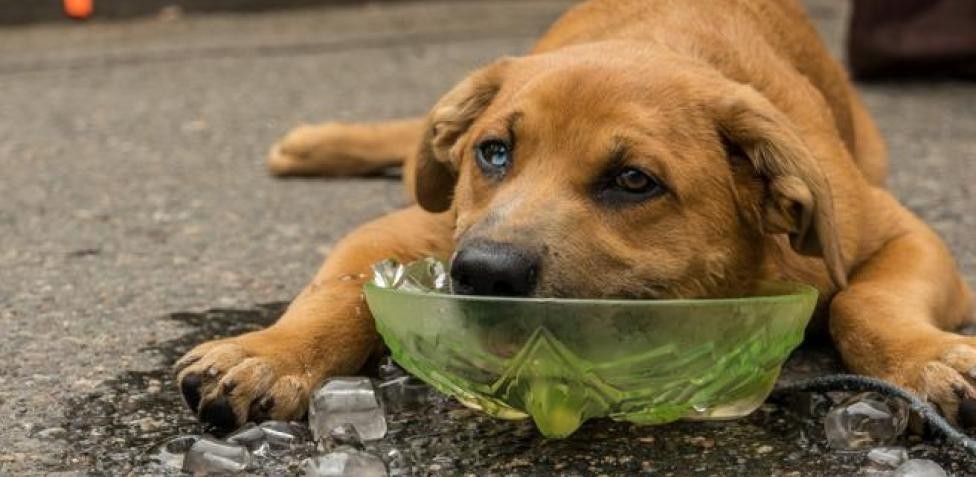   Cómo evitar un golpe de calor en las mascotas
