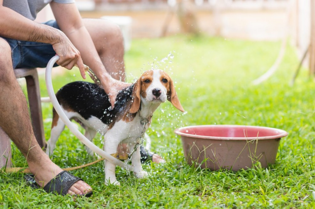 El calor, un factor poco reconocido en el bienestar animal