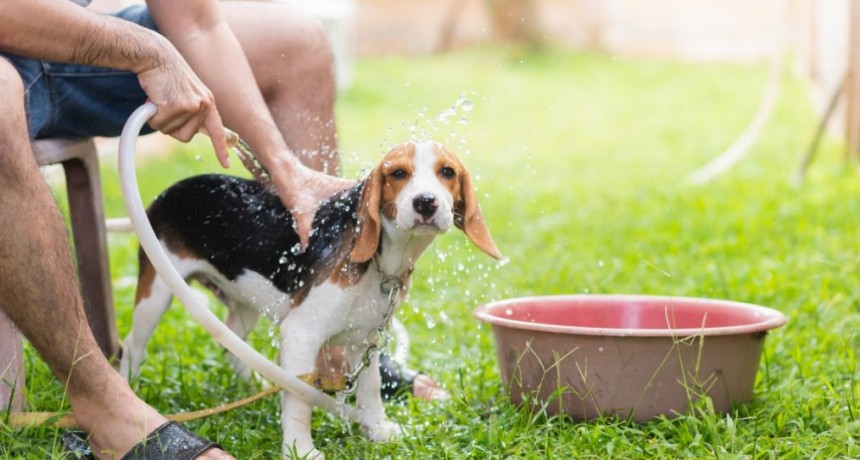 El calor, un factor poco reconocido en el bienestar animal