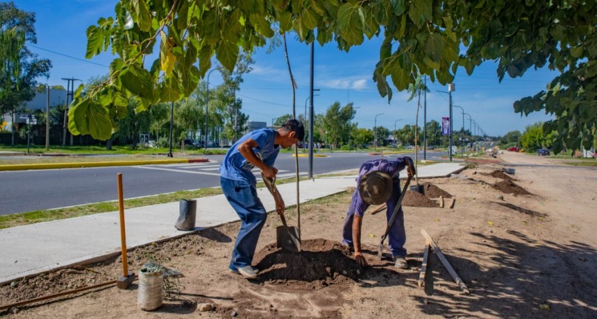 Siguen los trabajos de plantación en la avenida Alfonsín