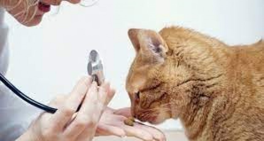 Una Salud nuestro compromiso : Día del Animal  Día mundial del Veterinario