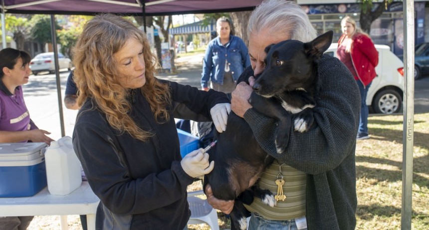 Ante la aparición de un murciélago con rabia, se vacunó por prevención a todas las mascotas del perímetro