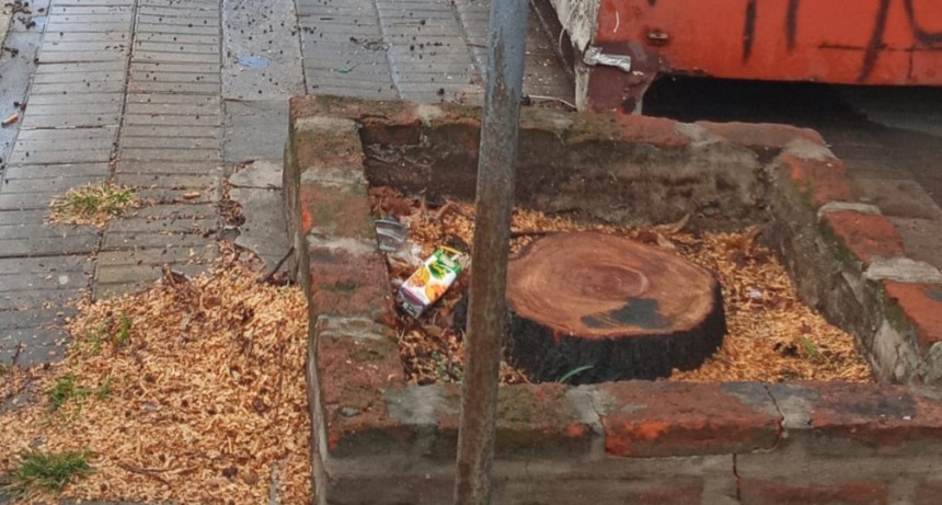 Colella : Nos preocupa la extracción de árboles añosos del casco urbano y la forma en que se realiza