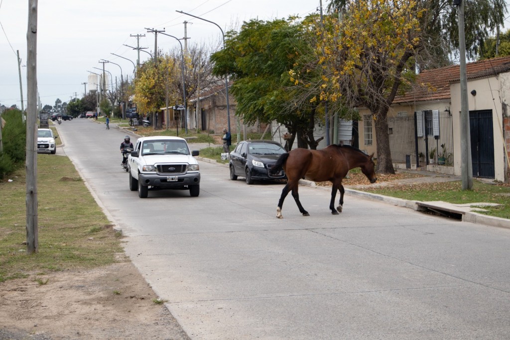 El Municipio firmó un convenio con una ONG para transferir los caballos secuestrados en la vía pública
