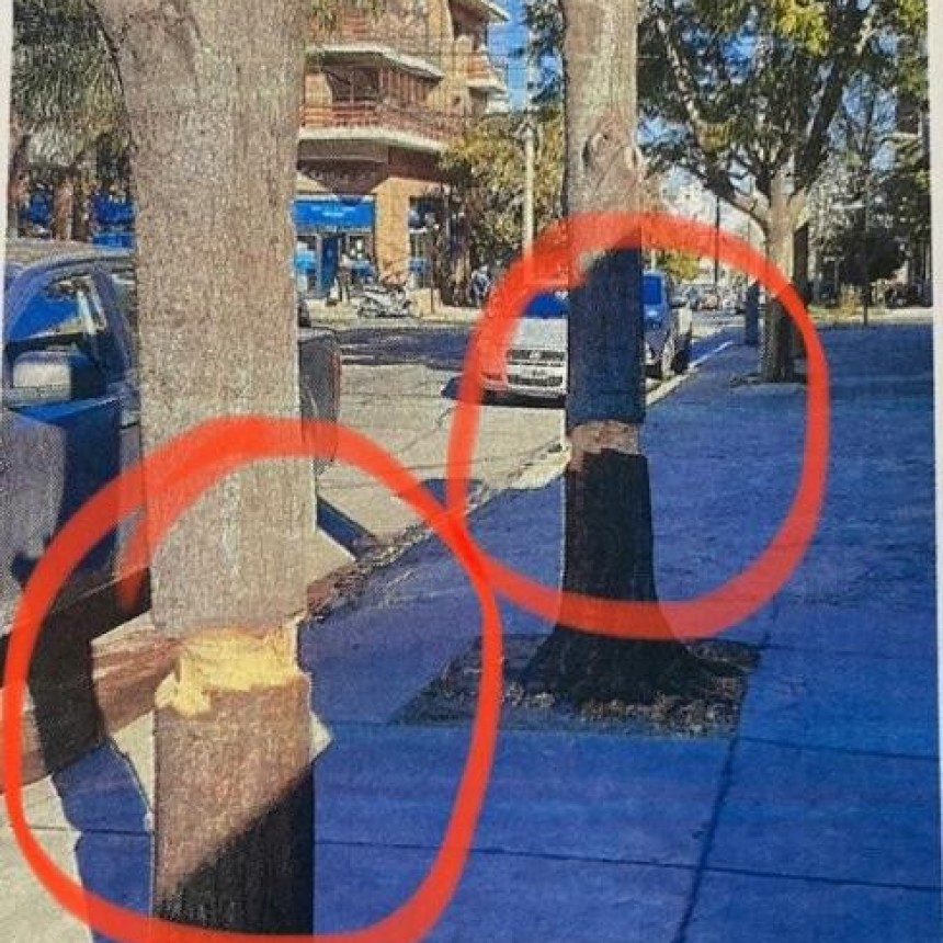 Tras detectar reiteradas mutilaciones de árboles, buscarán sancionar con mayor dureza a frentistas por este tipo de acciones