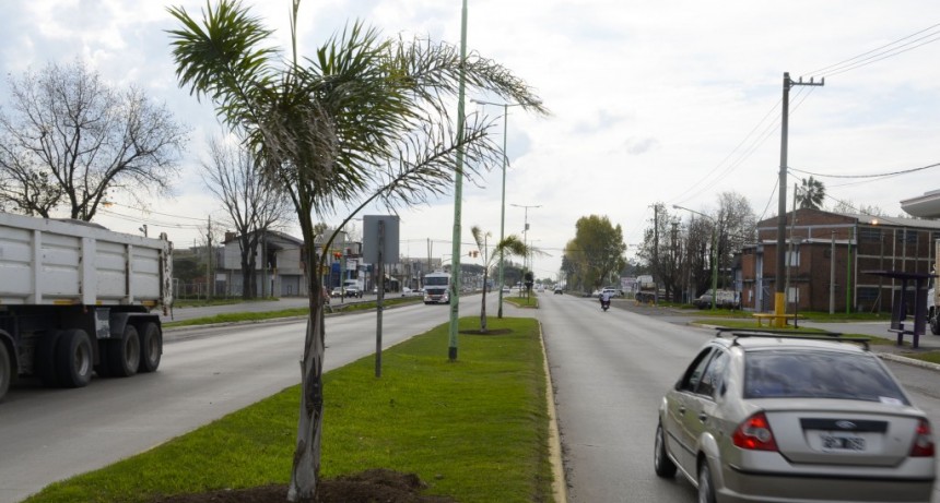 En la avenida 6 de Julio, el Municipio comenzó un nuevo plan de forestación 