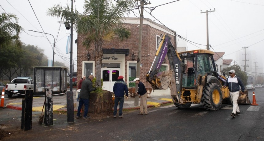 Ya fueron reubicadas las palmeras de Av. Mitre y Belgrano