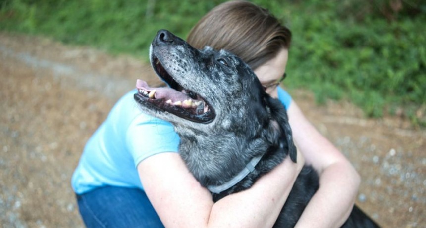 Proponen beneficios a quienes adopten perros callejeros o en tránsito