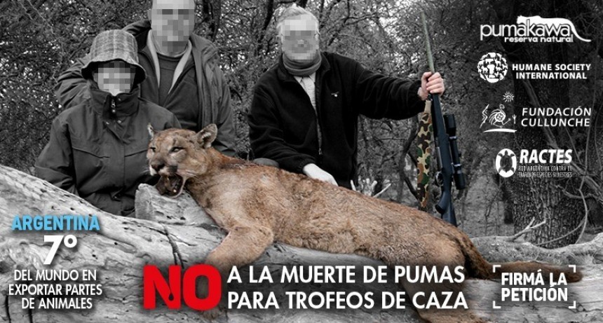 BASTA DE CAZA DE PUMAS PARA TROFEOS