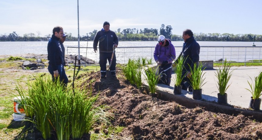 Continúa el plan de forestación en la Nueva Costanera