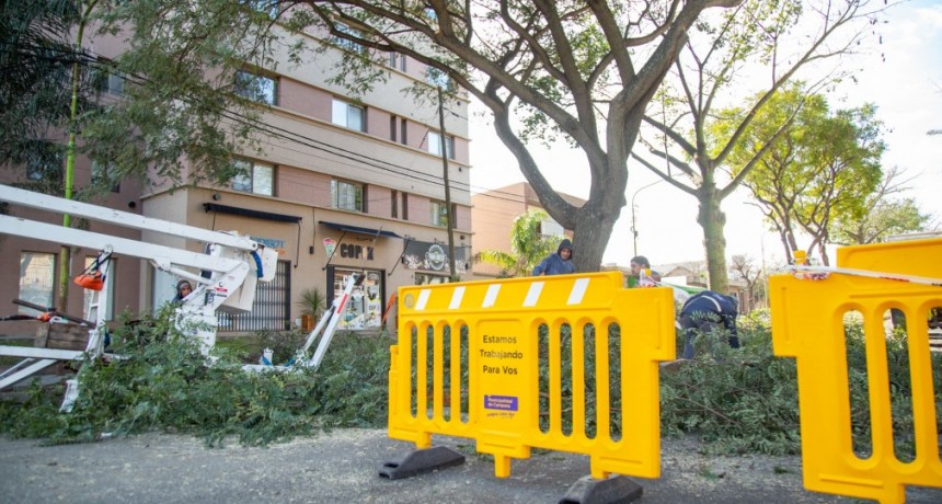 El Municipio continúa con los operativos de poda correctiva del arbolado público
