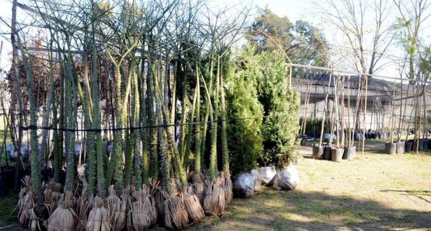 El Vivero Municipal suma árboles para plantar en la ciudad 