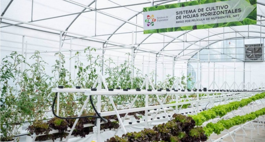 Comienza una nueva etapa en el Invernadero Hidropónico del Grupo Esperanza
