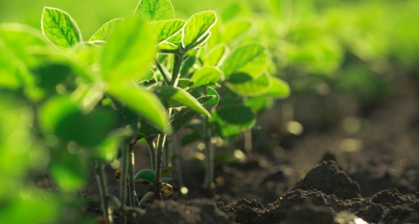 Bayer anuncia alianzas clave en su Programa Pro-Carbono para impulsar la agricultura sustentable y combatir el cambio climático en Argentina