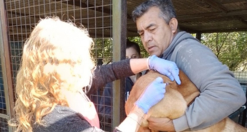 En un operativo especial, el Municipio vacunó a más de 100 perros en APAC
