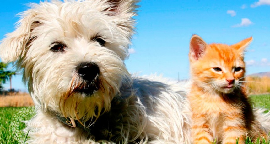 Prevenir en pos del bienestar de nuestros animales