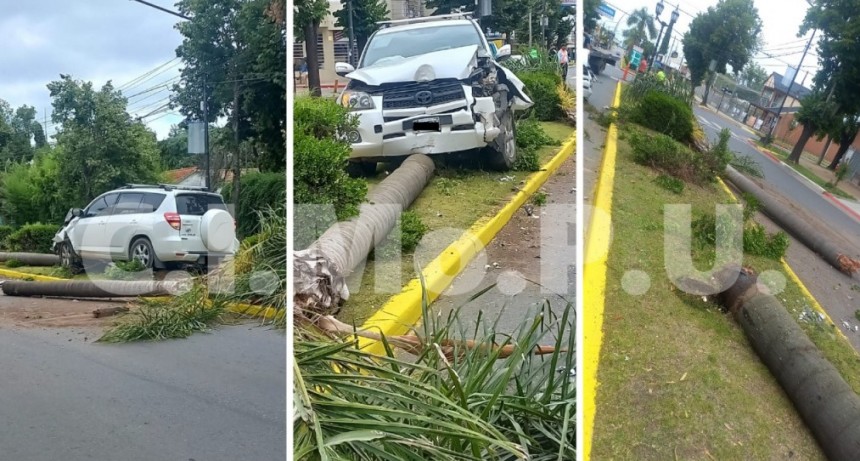 Un conductor alcoholizado derribó palmeras en la avenida Varela